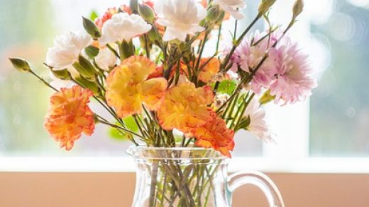 flowers carnations