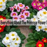 Know Everything About The Primrose Flower In Detail