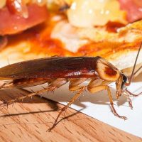 american-cockroach-crawling-on-food-in-a-kitchen